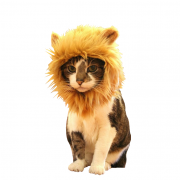 criniere-chat-twees-1
