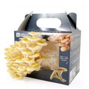 boite-a-champignons-pleurotes-jaunes